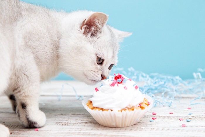 ケーキのにおいを嗅ぐ猫