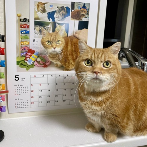 カレンダーの前にいる茶色の猫