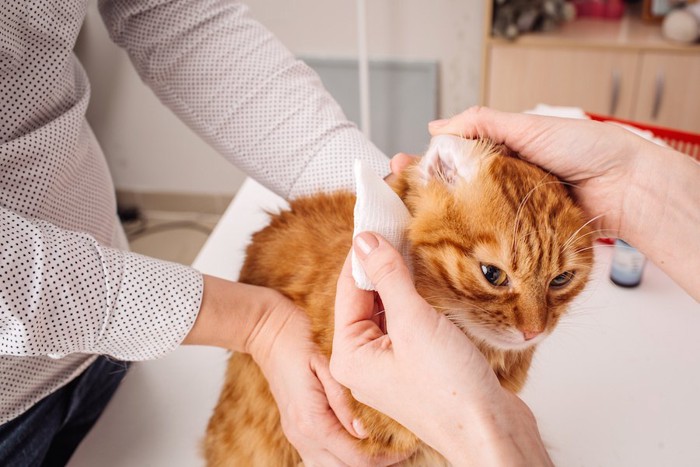 二人がかりで耳掃除をされている茶トラ猫