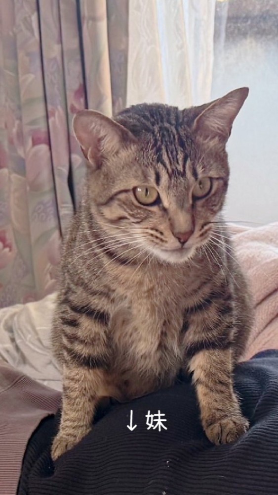 人の上に乗り満足そうな猫