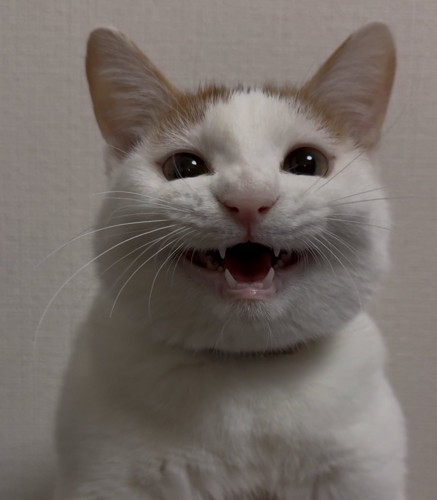 笑顔で飼い主を見つめる猫