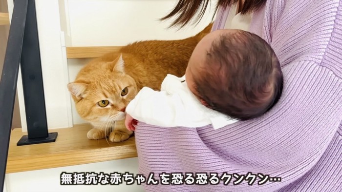 赤ちゃんの匂いを嗅ぐ茶トラマンチカン