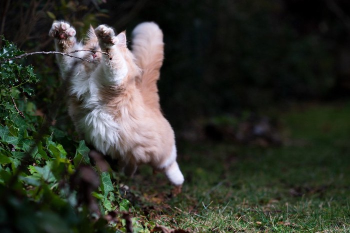 飛ぶ猫