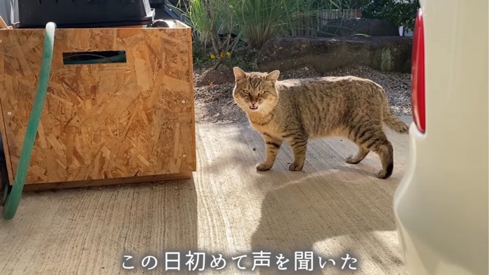 鳴く猫