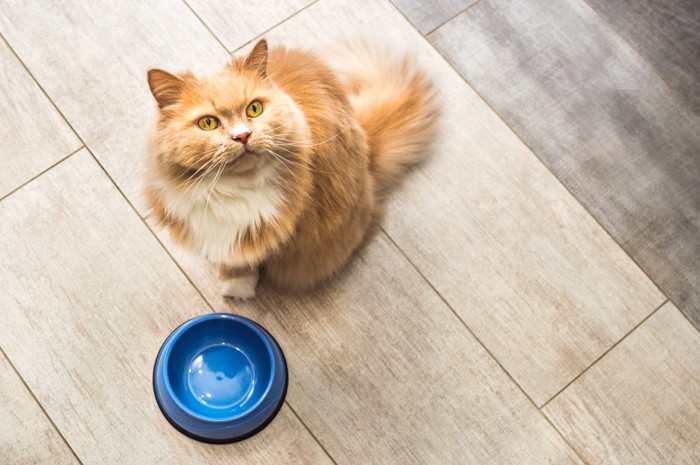 空の食器の前に座って上を見上げる猫