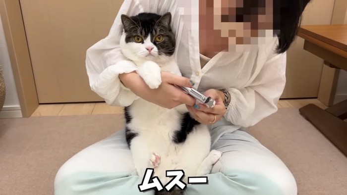 ムスッとした顔で爪切りされる猫