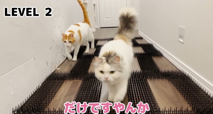 歩いている猫