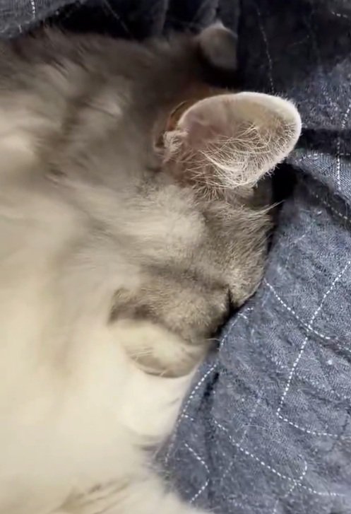 人吸いする猫