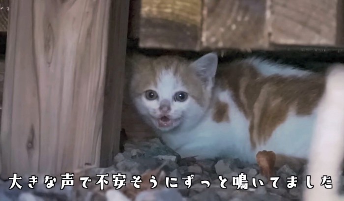 物陰に隠れて不安そうな子猫