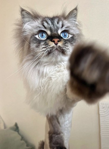 黒っぽい猫