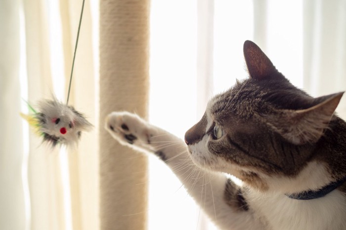 オモチャで遊ぶ猫