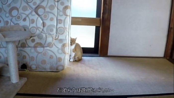 隠れてしまう子猫