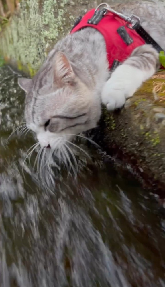 水路を覗き込む猫ななめ