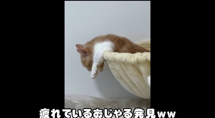 脱力する猫