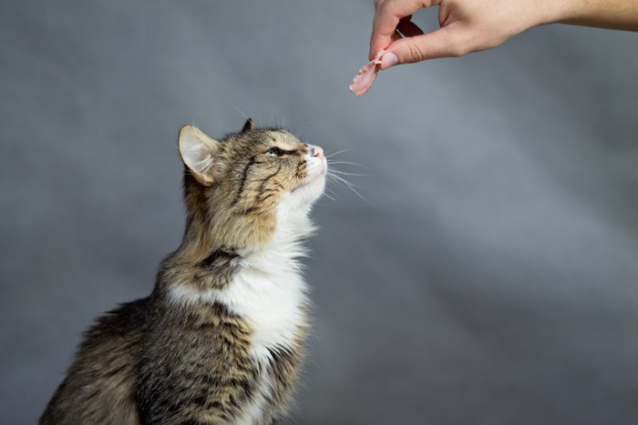 猫とおやつを持つ手