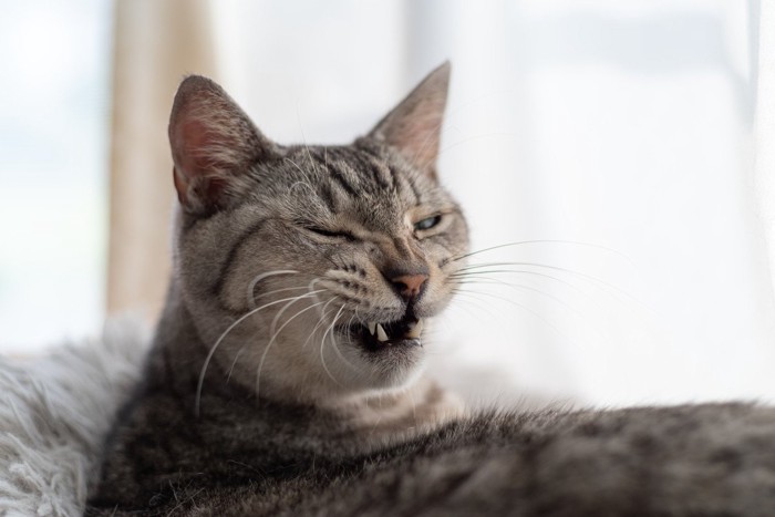 鼻にシワを寄せる猫