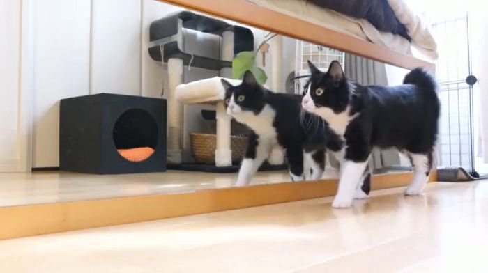 ハチワレのチコちゃん