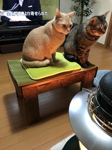 テレビを見る猫