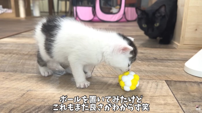 テロップ「ボールを置いてみたけど~」