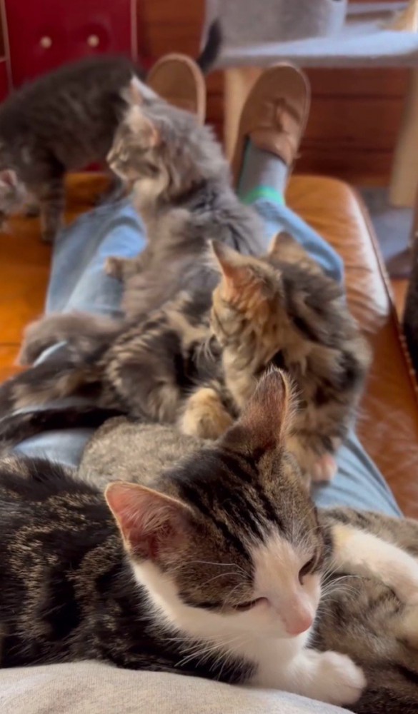 子猫5匹