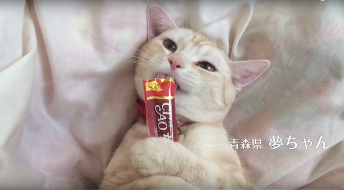 チャオちゅーるを抱えて食べているCMの猫