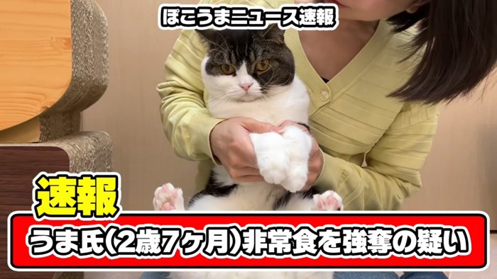 抱っこされる猫