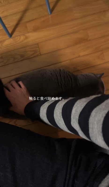 飼い主に撫でられながらご飯を食べている猫