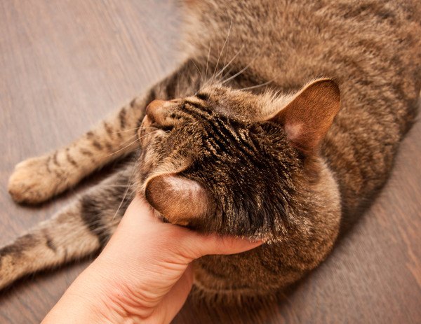 顎を触られて気持ち良さそうな猫の頭部