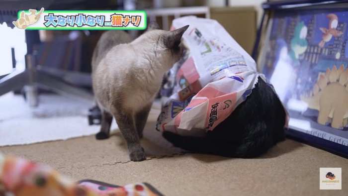 袋の黒猫を見るシャム猫