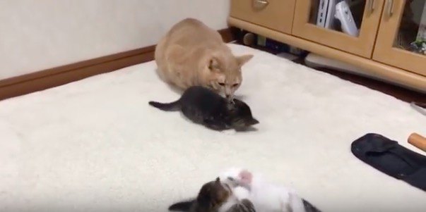 目の前を陣取る子猫