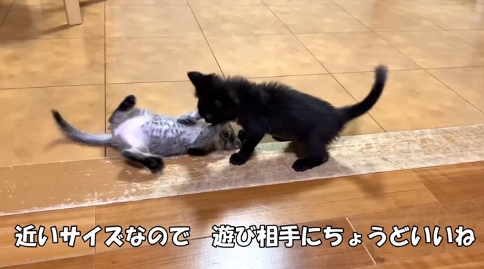 じゃれあう子猫達