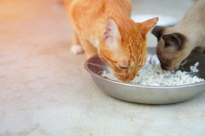 餌を食べる猫