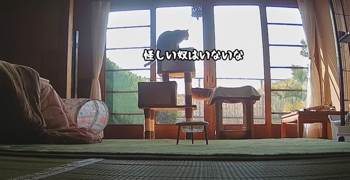 キャットタワーに登って窓の外を見る猫