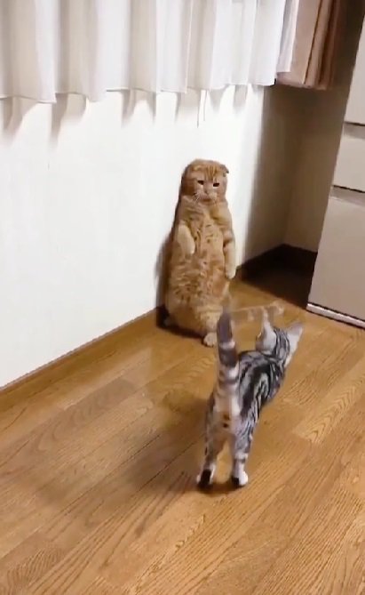 スコ立ちする兄猫