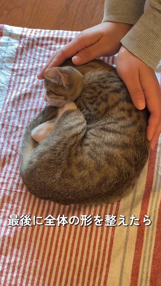 手のひらで猫を包む飼い主