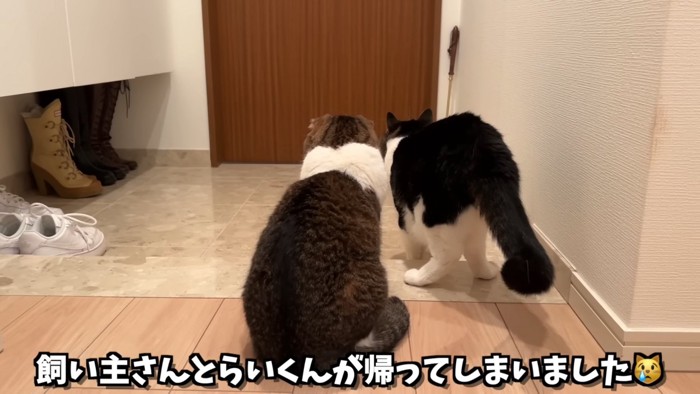 2匹の猫の後ろ姿