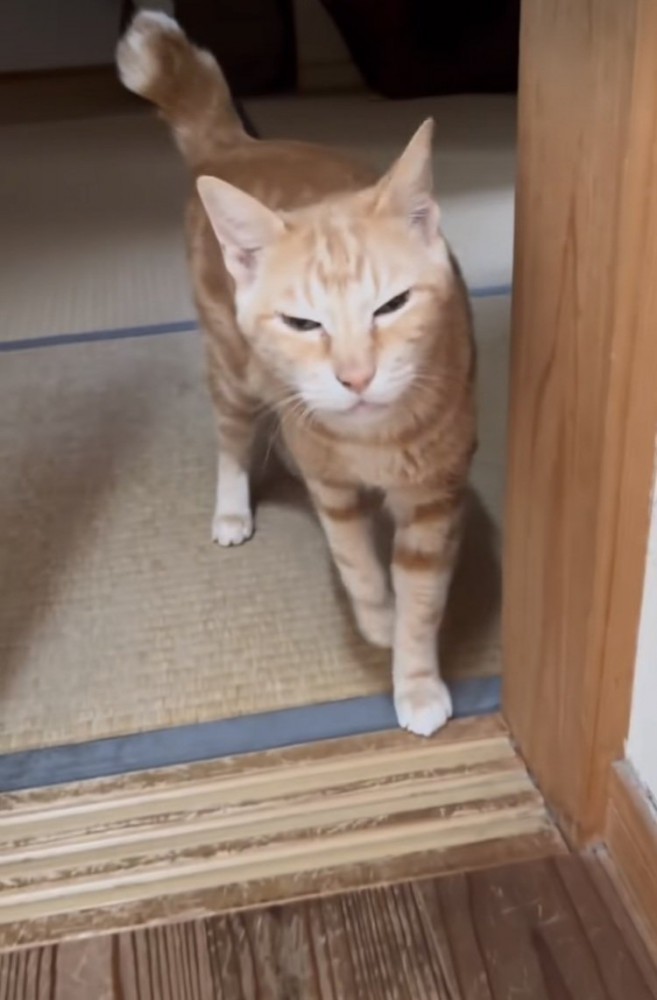 お姉ちゃんに挨拶する茶トラ猫