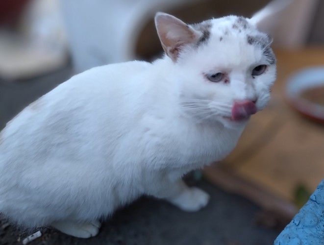 鼻をなめる猫