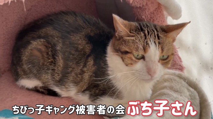 キャットタワーの上にいる猫