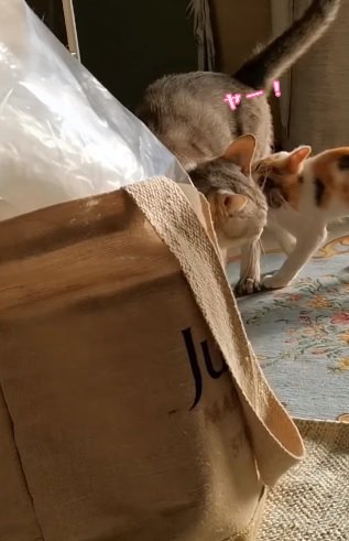 子猫に絡まれる