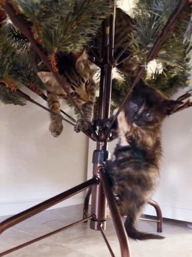 クリスマスツリーに登る猫