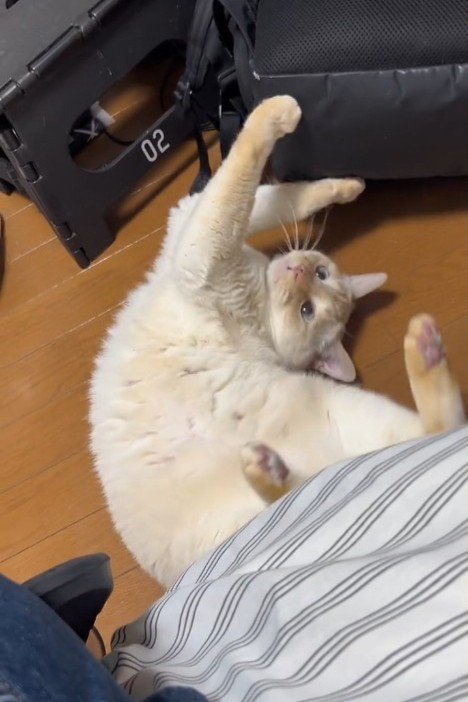仰向けで遊ぶ猫