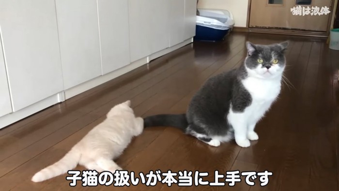 成猫のしっぽにじゃれる子猫