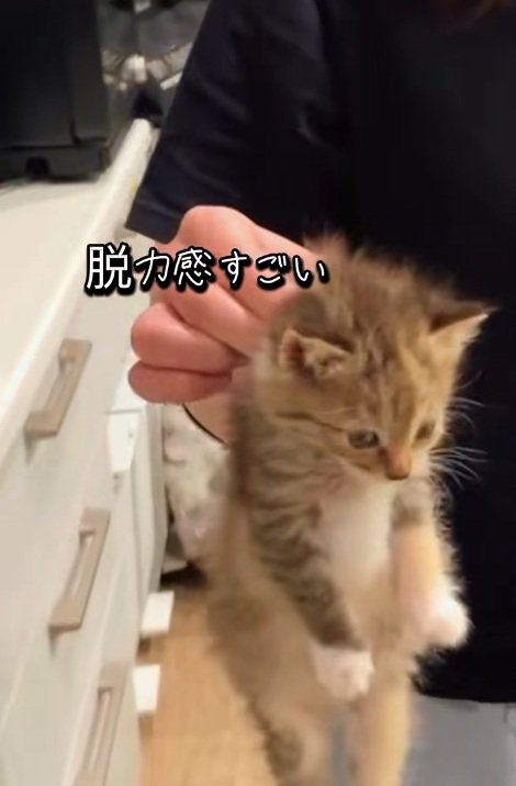 首根っこをつかまれて手足をだらんとさせている子猫