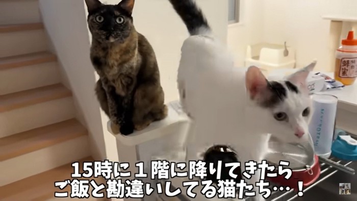 「もうご飯?」