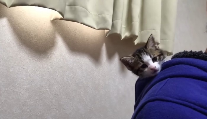 フードの中