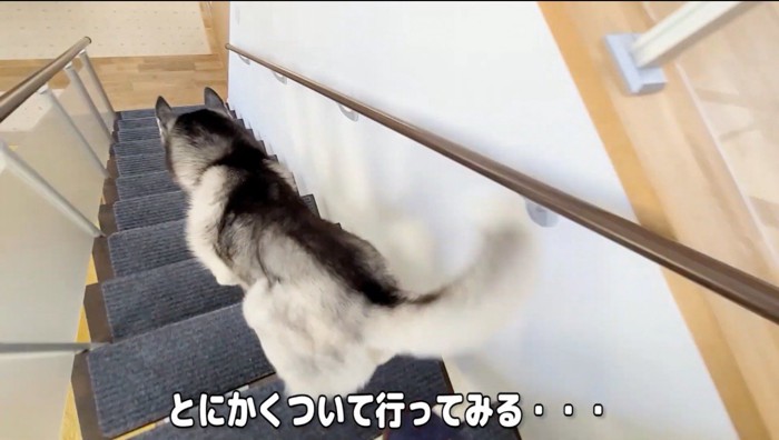 階段を駆け降りるハスキー犬