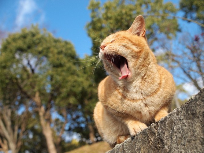 あくびをする猫