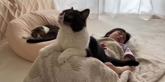 お尻を叩いてもらう猫
