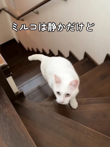 階段を上がってきた白猫